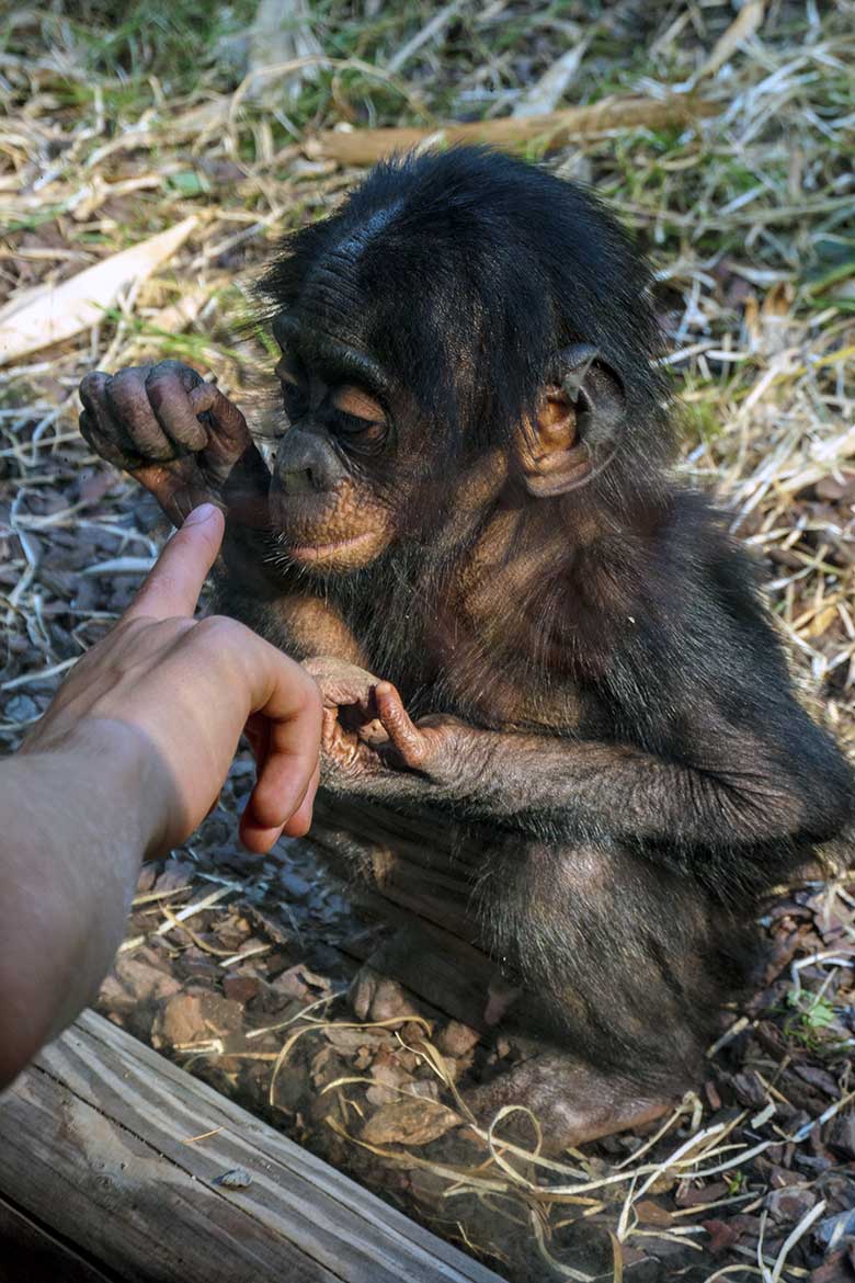 Männliches Bonobo-Jungtier LUKOMBO beim Betrachten eines Fingers eines anderen Menschenaffen am 11. August 2022 auf der Außenanlage am Menschenaffen-Haus im Wuppertaler Zoo