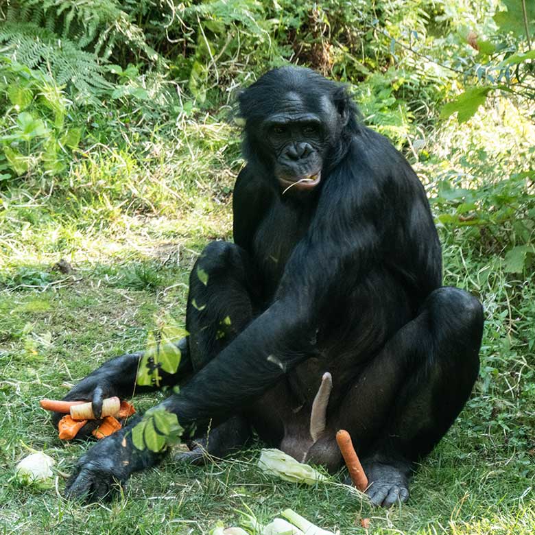 In England geborener und im Zoo Frankfurt handaufgezogener männlicher Bonobo BILI am 21. August 2022 auf der Außenanlage am Menschenaffen-Haus im Grünen Zoo Wuppertal