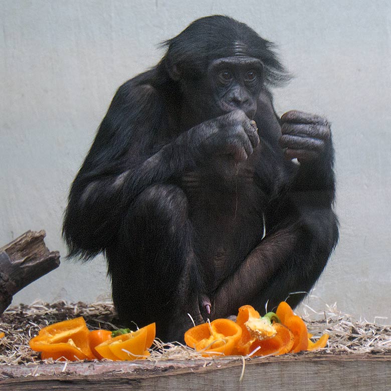 Männlicher Bonobo MAKASI am 31. August 2022 im Innengehege im Menschenaffen-Haus im Wuppertaler Zoo