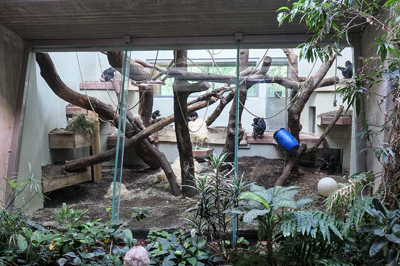 Gruppe der sechs Bonobos am 31. August 2022 in einem Innengehege im Menschenaffen-Haus im Grünen Zoo Wuppertal