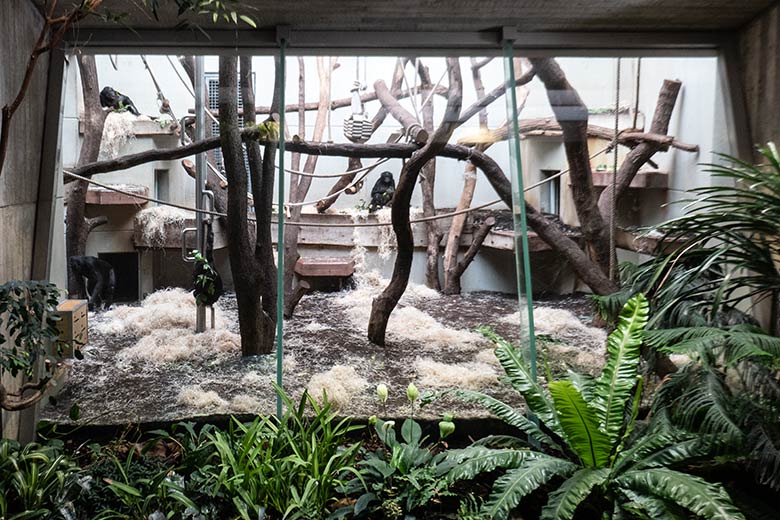 Gruppe der fünf Bonobos BILI, MATO, HUENDA, MAKASI und LUKOMBO am 22. September 2022 in einem Innengehege im Menschenaffen-Haus im Zoologischen Garten Wuppertal