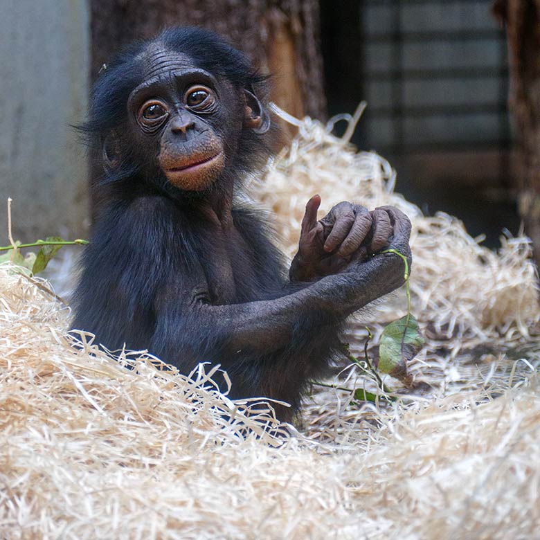 Männliches Bonobo-Jungtier LUKOMBO am 4. Oktober 2022 im Innengehege im Menschenaffen-Haus im Wuppertaler Zoo