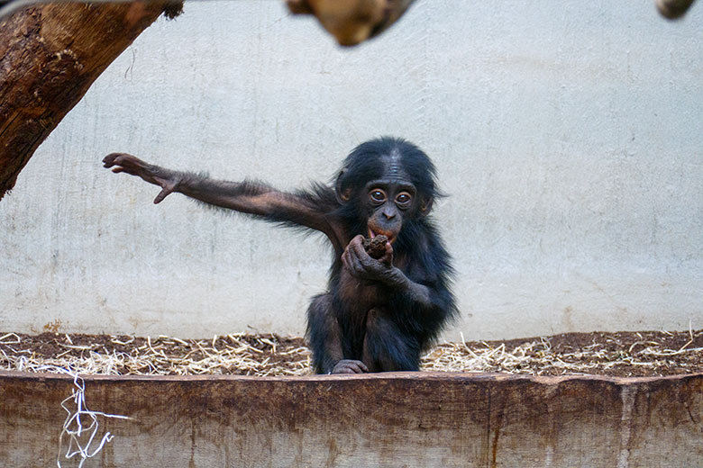 Männliches Bonobo-Jungtier LUKOMBO am 9. Oktober 2022 im Innengehege im Menschenaffen-Haus im Grünen Zoo Wuppertal