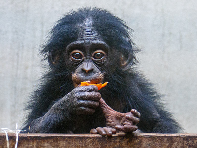 Männliches Bonobo-Jungtier LUKOMBO am 9. Oktober 2022 im Innengehege im Menschenaffen-Haus im Zoo Wuppertal