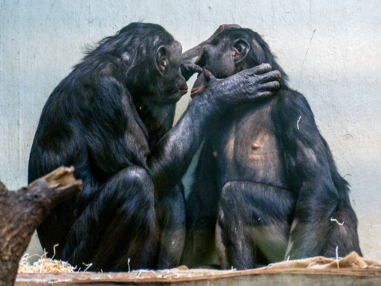 Weibliche Bonobos MUHDEBLU und AKEENA am 13. Oktober 2022 beim Grooming im Innengehege im Menschenaffen-Haus im Wuppertaler Zoo