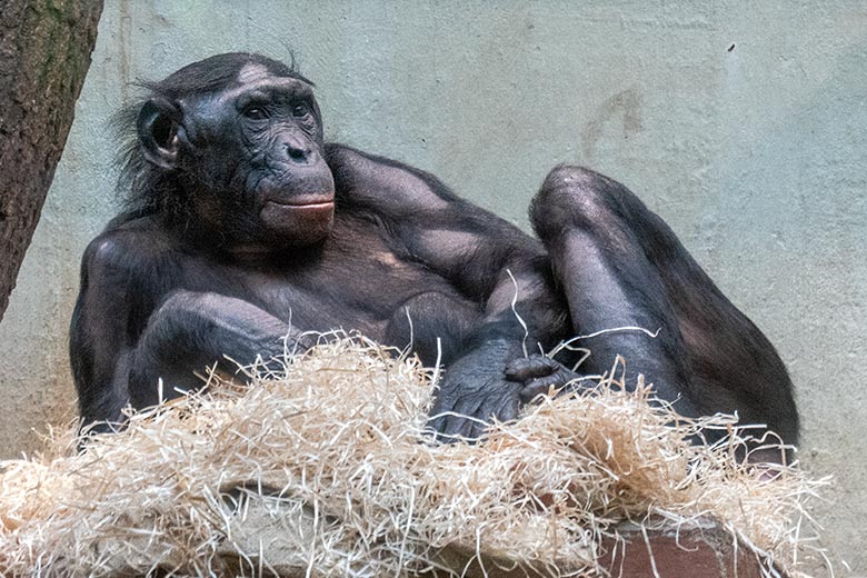 Weiblicher Bonobo MUHDEBLU am 30. Januar 2023 im Menschenaffen-Haus im Grünen Zoo Wuppertal