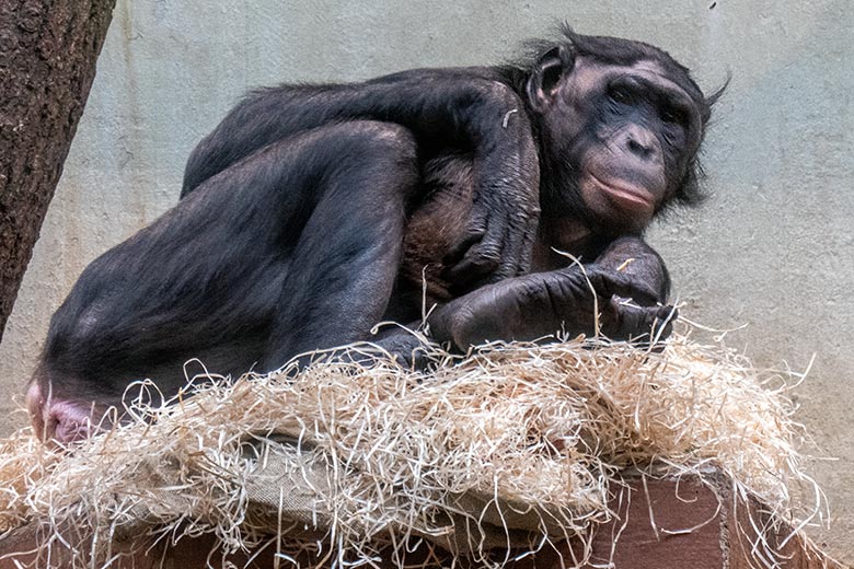 Weiblicher Bonobo MUHDEBLU am 30. Januar 2023 im Menschenaffen-Haus im Zoologischen Garten der Stadt Wuppertal