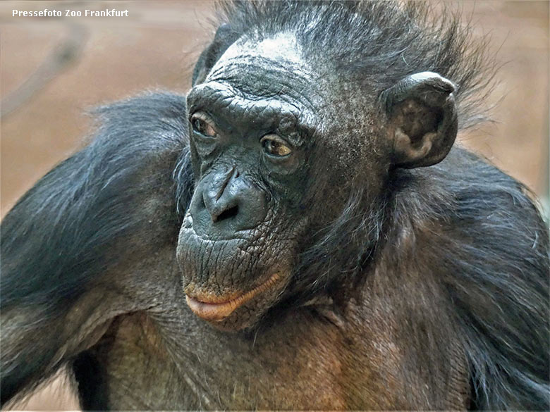 Weiblicher Bonobo MARGRIT im Jahr 2021 im Zoo Frankfurt