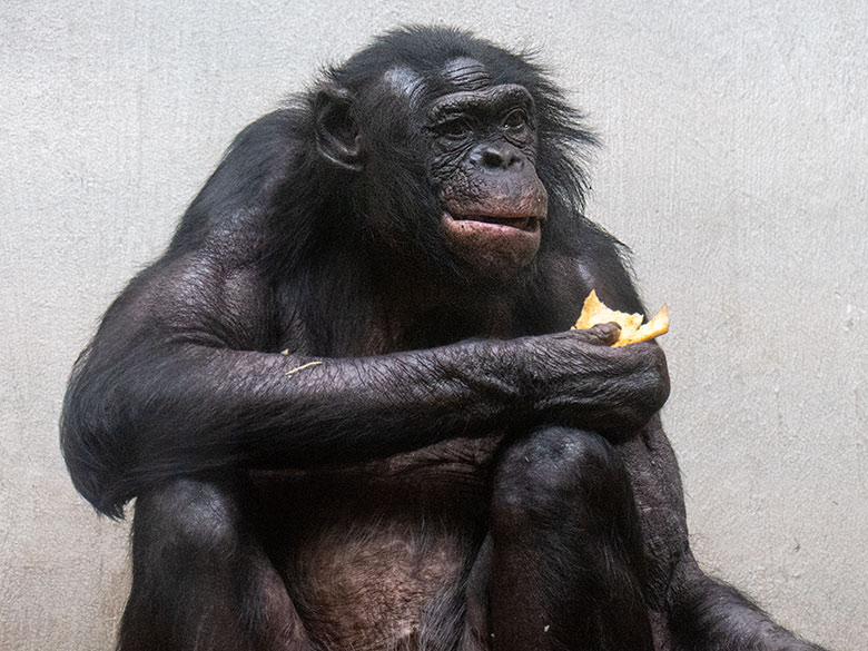 Männlicher Bonobo MATO am 29. März 2023 im Menschenaffen-Haus im Wuppertaler Zoo