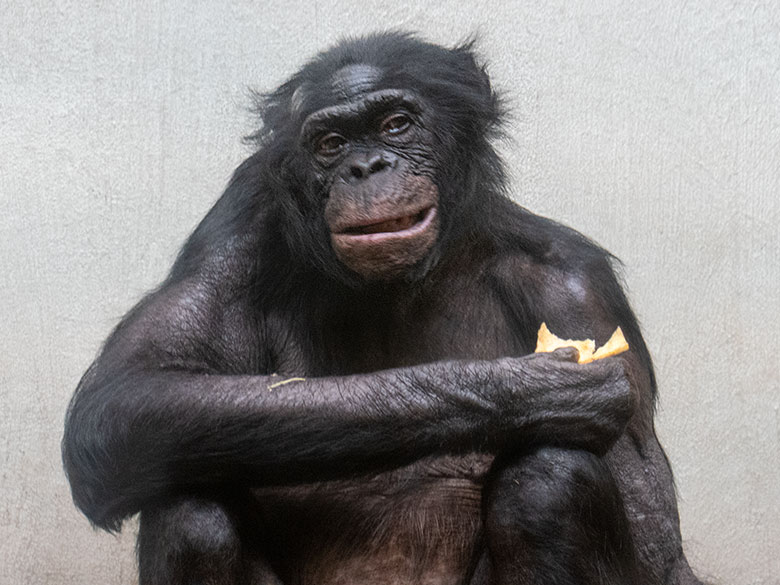 Männlicher Bonobo MATO am 29. März 2023 im Menschenaffen-Haus im Grünen Zoo Wuppertal