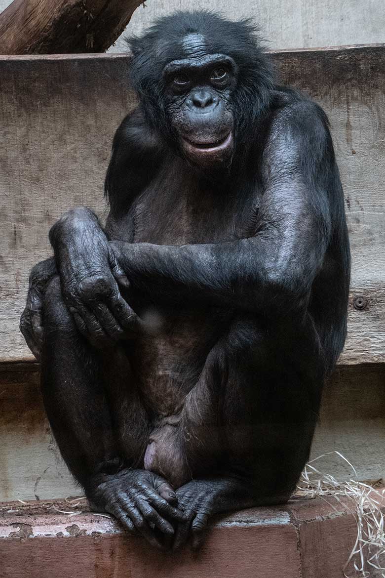 Männlicher Bonobo MATO am 2. April 2023 im Menschenaffen-Haus im Grünen Zoo Wuppertal
