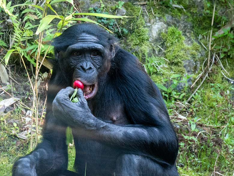 Weiblicher Bonobo am 8. September 2023 auf der Außenanlage am Menschenaffen-Haus im Wuppertaler Zoo