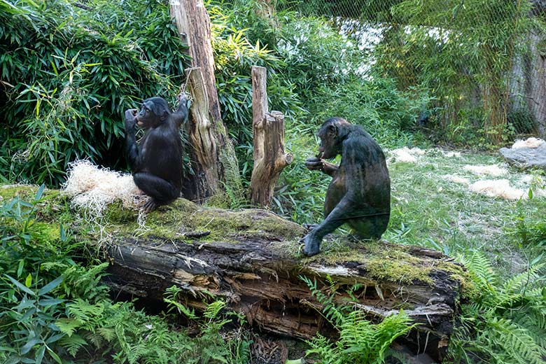 Männliches Bonobo-Jungtier MAKASI mit seiner Bonobo-Mutter HUENDA am 8. September 2023 auf der Außenanlage am Menschenaffen-Haus im Grünen Zoo Wuppertal