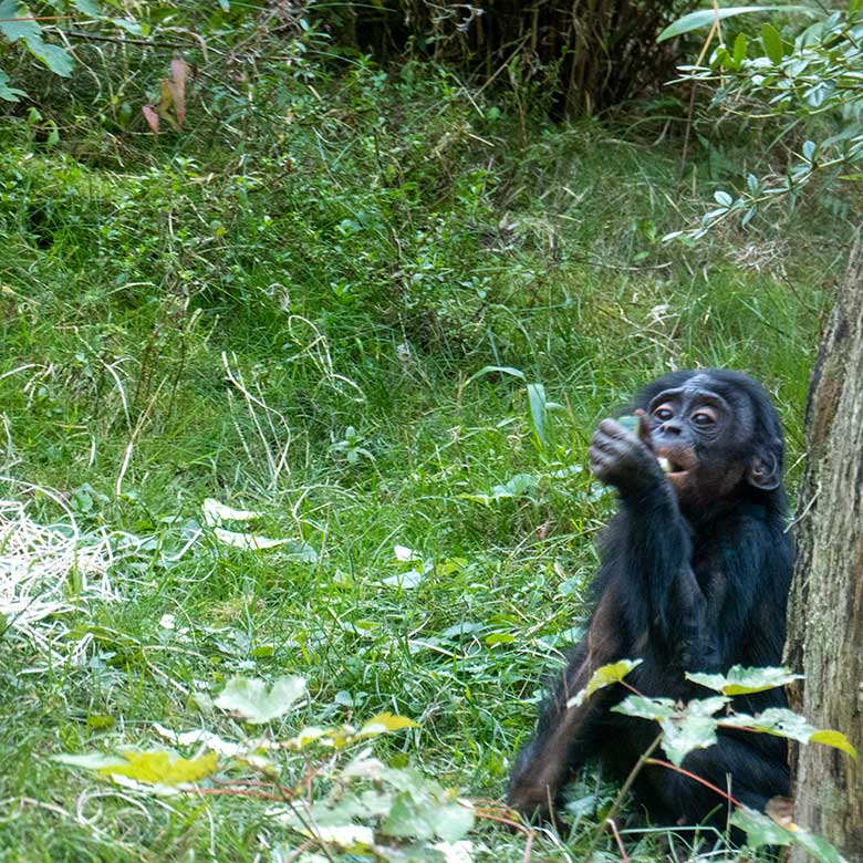 Männliches Bonobo-Jungtier LUKOMBO am 8. September 2023 auf der Außenanlage am Menschenaffen-Haus im Zoologischen Garten Wuppertal
