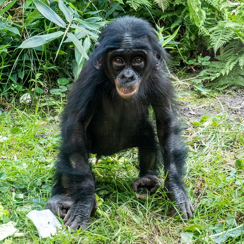 Männliches Bonobo-Jungtier LUKOMBO am 8. September 2023 auf der Außenanlage am Menschenaffen-Haus im Wuppertaler Zoo