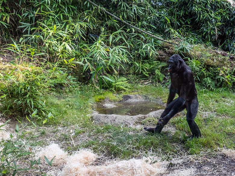 Männlicher Bonobo BILI am 24. August 2024 auf der Bonobo-Außenanlage am Menschenaffen-Haus im Wuppertaler Zoo