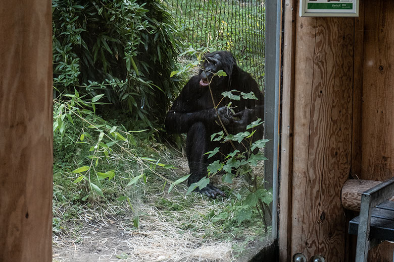 Männlicher Bonobo BILI am 24. August 2024 auf der Bonobo-Außenanlage am Menschenaffen-Haus im Grünen Zoo Wuppertal