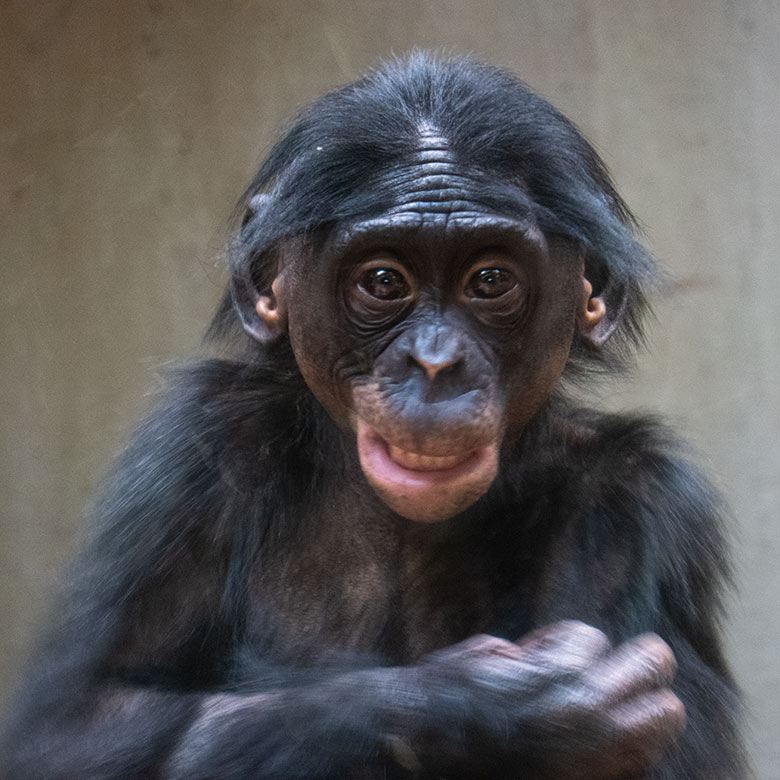 Bonobo-Jungtier LUKOMBO am 18. November 2024 im Menschenaffen-Haus im Grünen Zoo Wuppertal