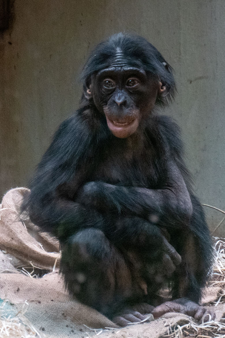 Bonobo-Jungtier LUKOMBO am 18. November 2024 im Menschenaffen-Haus im Zoologischen Garten Wuppertal