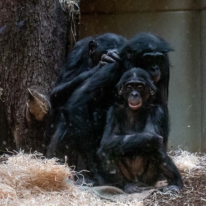 Bonobo-Jungtier LUKOMBO mit seiner Bonobo-Mutter HUENDA und dem weiblichen Bonobo MUHDEBLU (hinten) am 18. November 2024 im Menschenaffen-Haus im Wuppertaler Zoo