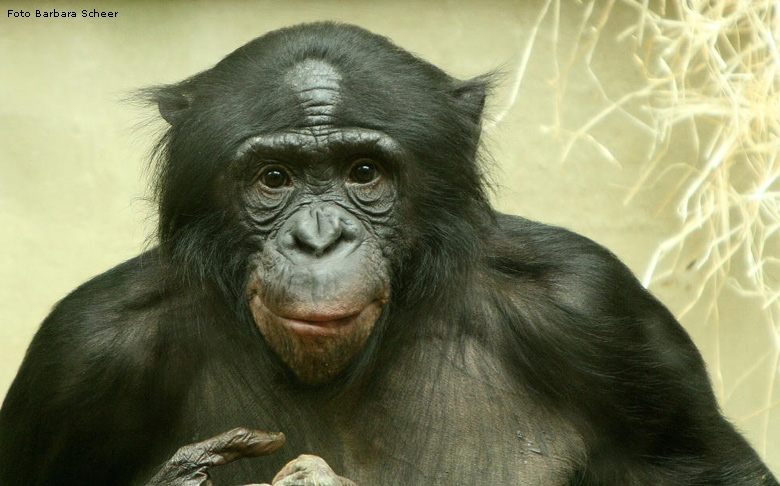 Bonobo im Wuppertaler Zoo (Foto Barbara Scheer)