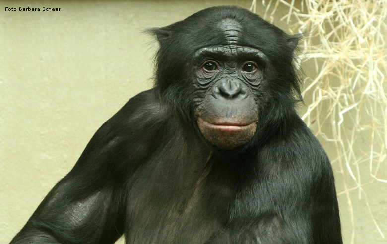Bonobo im Zoo Wuppertal (Foto Barbara Scheer)