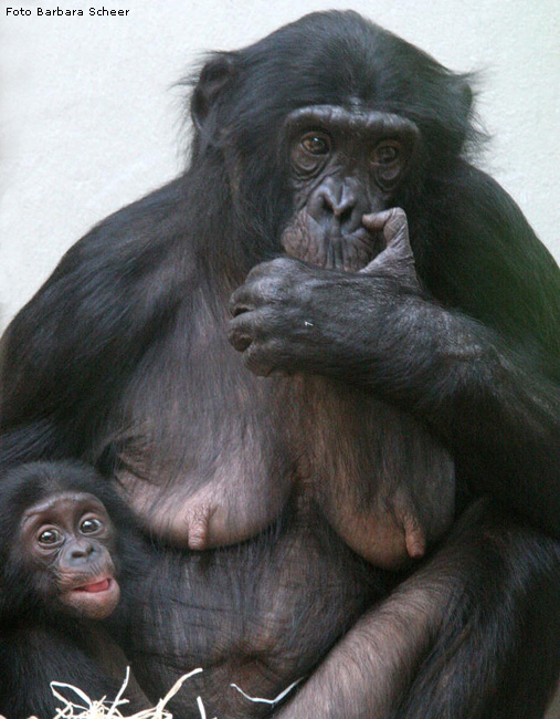 Bonobo-Baby mit Mutter im Zoologischen Garten Wuppertal (Foto Barbara Scheer)
