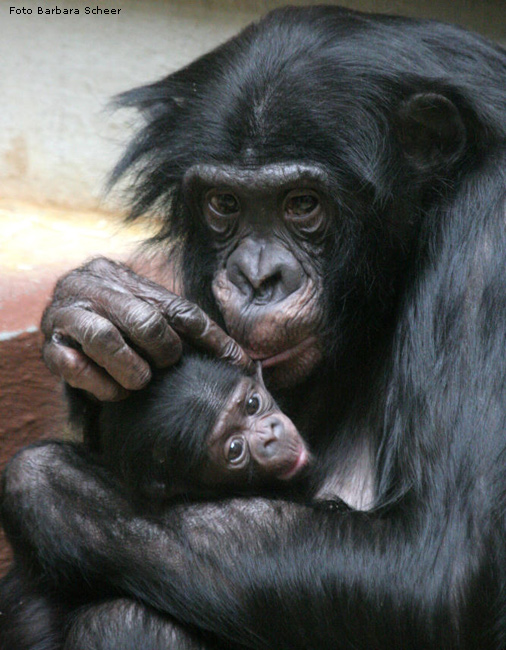 Bonobo-Baby mit Mutter im Zoo Wuppertal (Foto Barbara Scheer)