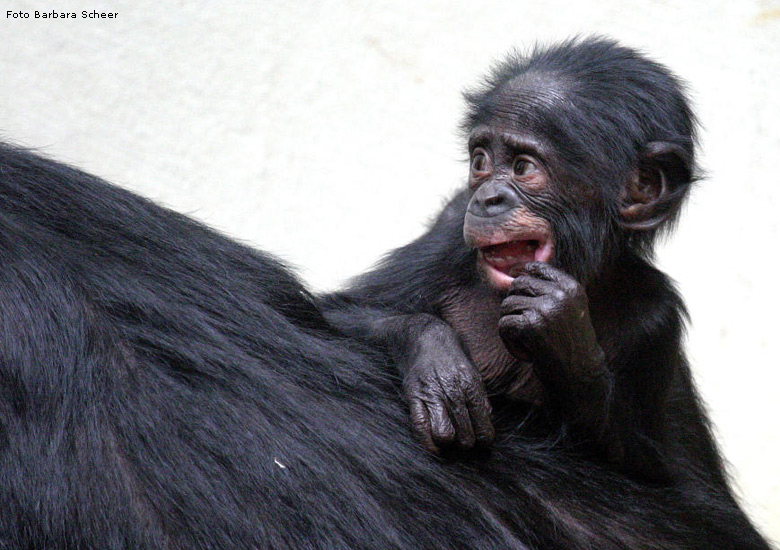 Bonobo-Baby im Zoo Wuppertal (Foto Barbara Scheer)