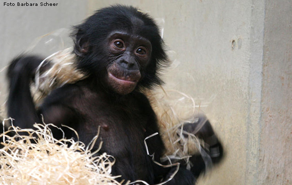 Bonobo im Zoologischen Garten Wuppertal (Foto Barbara Scheer)
