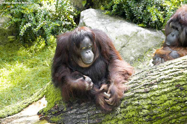Orang-Utans am 28. Juli 2006 auf der Außenanlage im Zoologischen Garten der Stadt Wuppertal (Foto Gerrit Nitsch)
