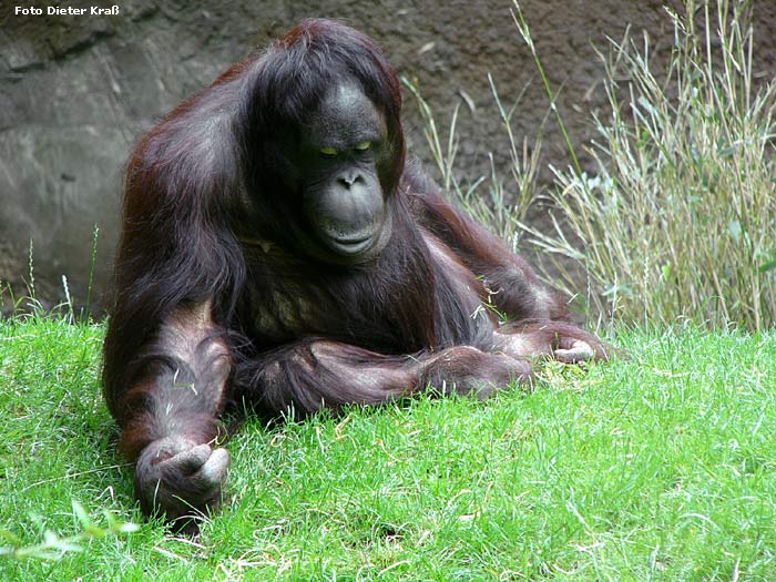 Orang-Utan im Zoologischen Garten Wuppertal im Juli 2007 (Foto Dieter Kraß)