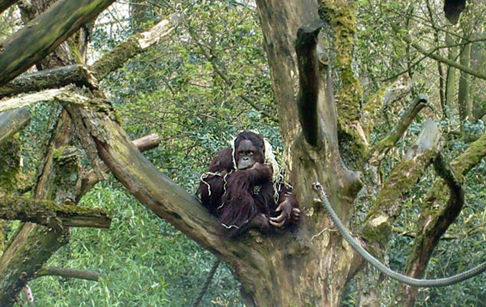 Orang-Utan im Zoologischen Garten Wuppertal im April 2008