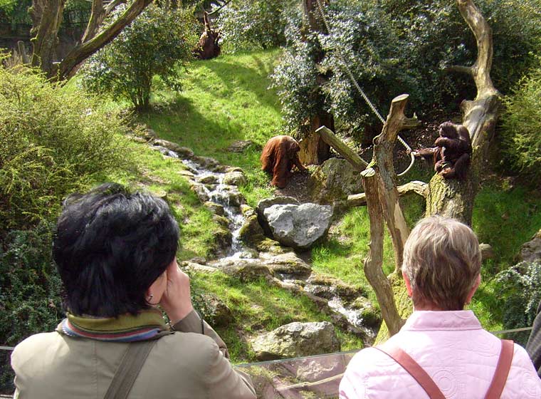Orang-Utan im Wuppertaler Zoo im April 2008