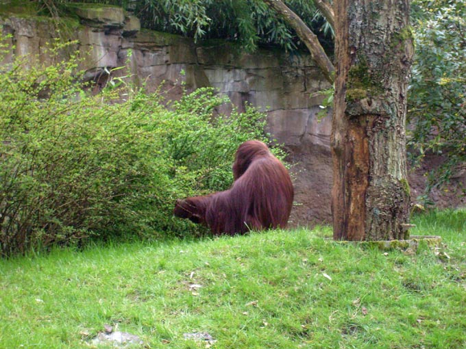 Orang-Utan im Zoo Wuppertal im April 2008