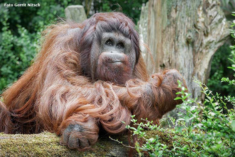 Orang-Utan Männchen Vedjar am 26. Mai 2016 auf der Außenanlage im Grünen Zoo Wuppertal (Foto Gerrit Nitsch)