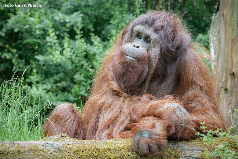 Orang-Utan Männchen Vedjar am 26. Mai 2016 auf der Außenanlage im Wuppertaler Zoo (Foto Gerrit Nitsch)