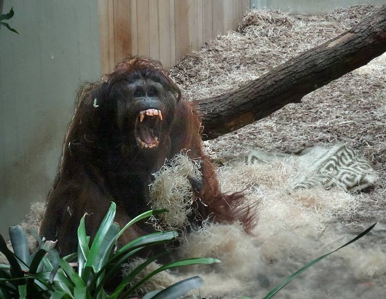Orang-Utan Männchen "Vedjar" am 9. Juli 2016 im Innengehege im Menschenaffenhaus im Grünen Zoo Wuppertal