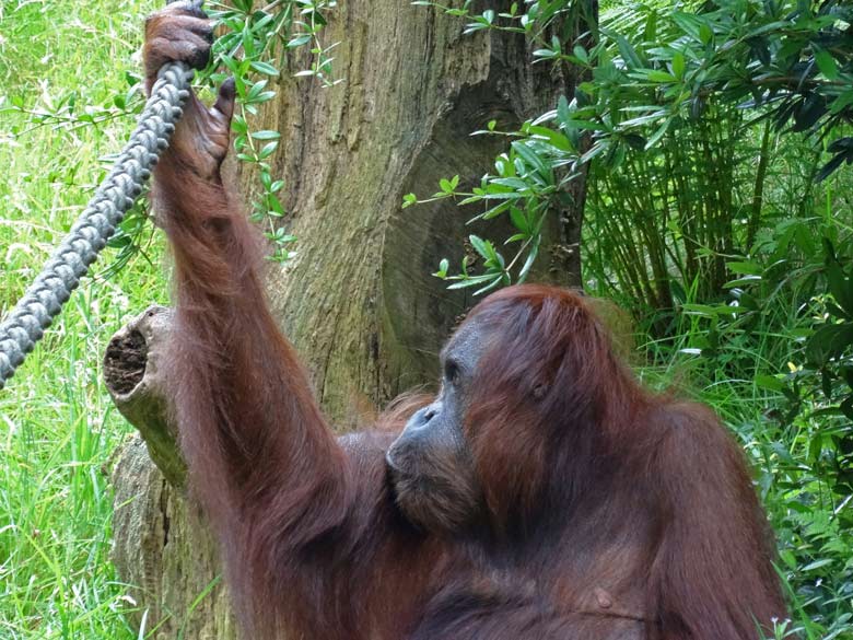 Orang-Utan Weibchen "Cheemo" am 17. Juli 2016 auf der Außenanlage im Wuppertaler Zoo