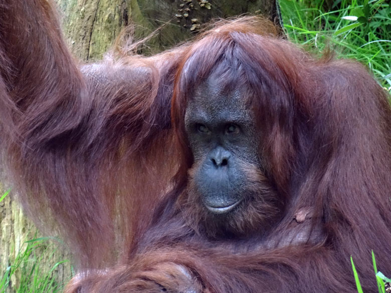 Orang-Utan Weibchen "Cheemo" am 17. Juli 2016 auf der Außenanlage im Grünen Zoo Wuppertal