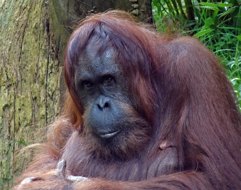 Orang-Utan Weibchen "Cheemo" am 17. Juli 2016 auf der Außenanlage im Zoologischen Garten Wuppertal