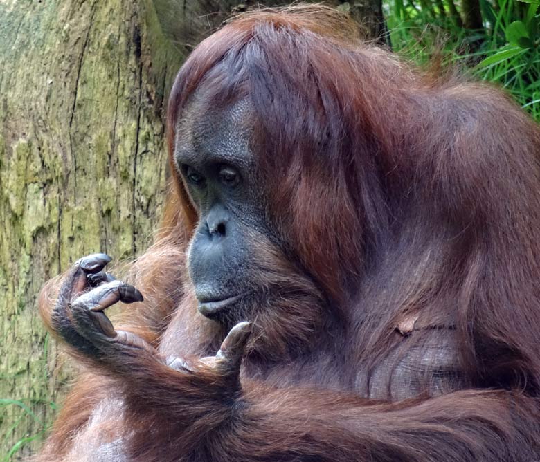 Orang-Utan Weibchen "Cheemo" am 17. Juli 2016 auf der Außenanlage im Zoo Wuppertal