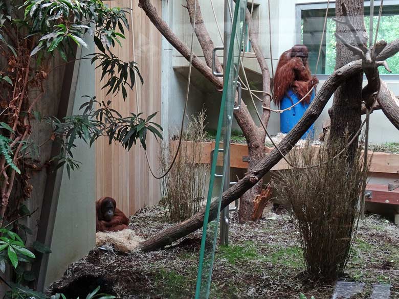 Die beiden anderen Orang-Utans Jakowina und Vedjar während der Zeit der Operation am 20. August 2016 im Orang-Utan Innengehege im Menschenaffenhaus im Zoo Wuppertal