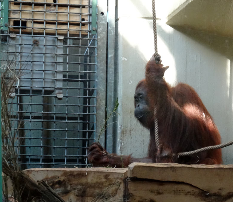 Orang-Utan Weibchen "Cheemo" am 26. August 2016 im Menschenaffenhaus im Zoologischen Garten der Stadt Wuppertal