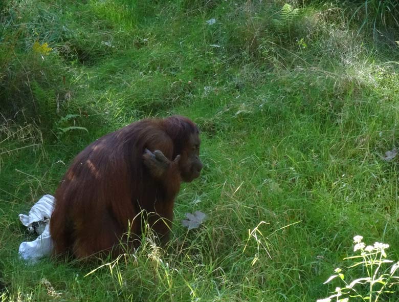 Orang-Utan Weibchen Cheemo am 28. August 2016 auf der Außenanlage im Grünen Zoo Wuppertal