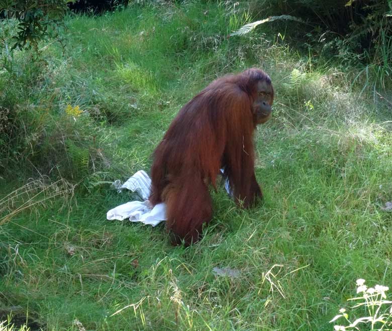 Orang-Utan Weibchen Cheemo am 28. August 2016 auf der Außenanlage im Wuppertaler Zoo
