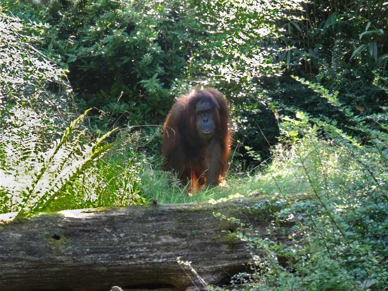Orang-Utan Weibchen Cheemo am 28. August 2016 auf der Außenanlage im Zoo Wuppertal