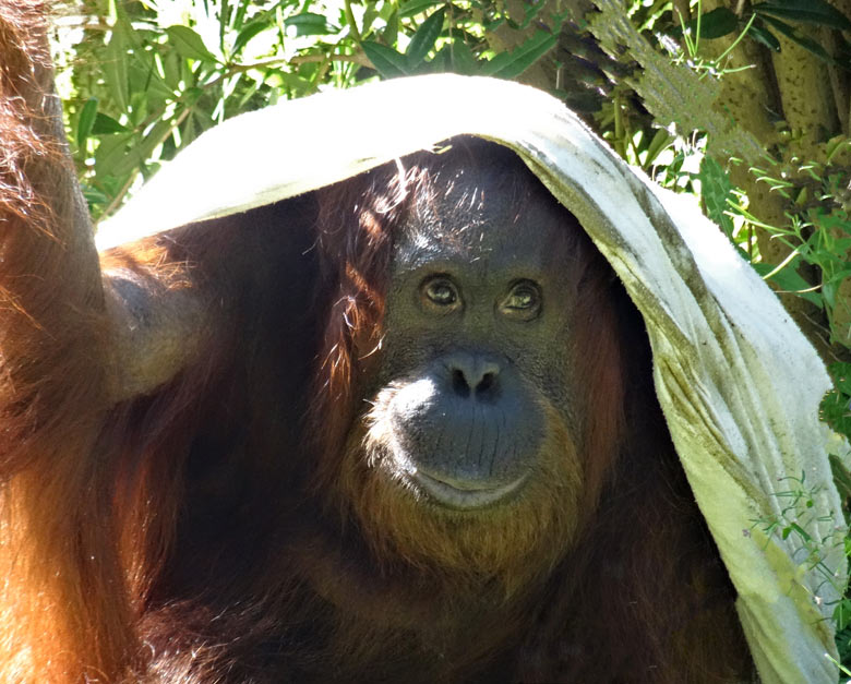 Orang-Utan Weibchen Cheemo am 28. August 2016 auf der Außenanlage im Zoologischen Garten der Stadt Wuppertal