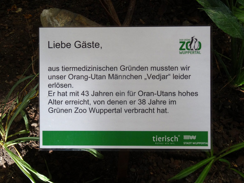 Information am 24. Februar 2017 im Menschenaffenhaus im Grünen Zoo Wuppertal zum Tod des Orang-Utan Männchens Vedjar