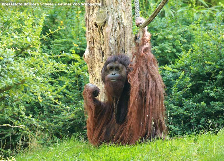 Pressefoto: Orang-Utan Männchen Vedjar am 16. August 2013 auf der Außenanlage im Wuppertaler Zoo (Pressefoto Barbara Scheer - Grüner Zoo Wuppertal)